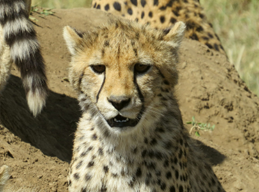 Tanzania Camping Safari