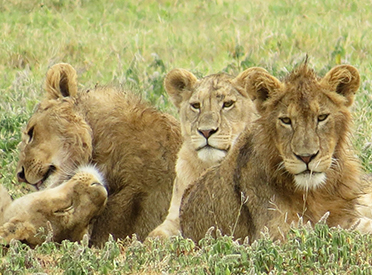 Tanzania budget Safari