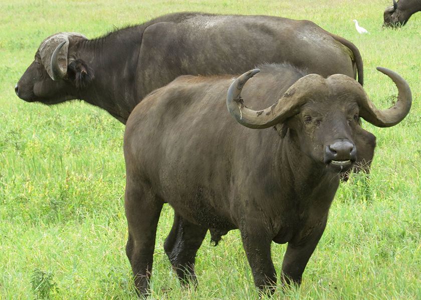 Northern Tanzania Safari | 10 Days 9 Night