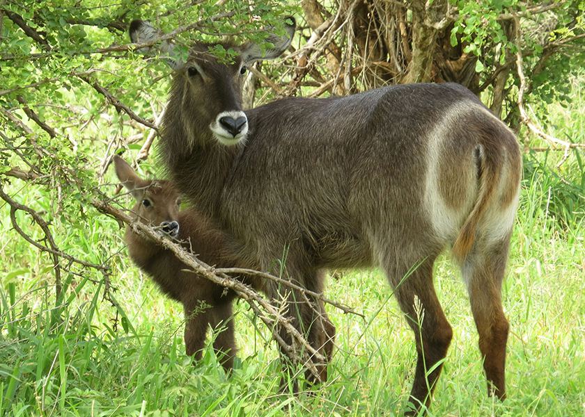 Combine Safari/ 15 Kilimanjaro Trekking,Wildlife Safari & Beach Holiday