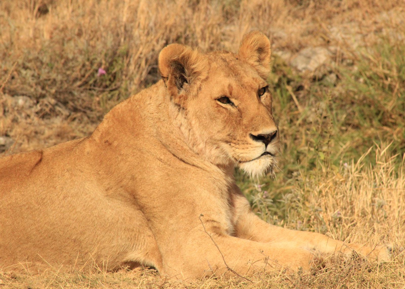 Northern Tanzania Safari | 2 Days 1 Night