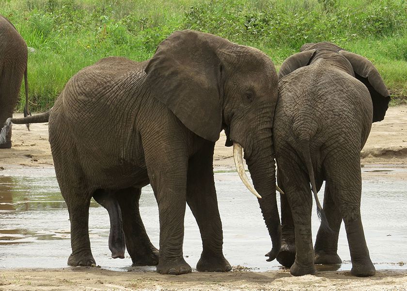 Northern Tanzania Safari | 3 Days 2 Night