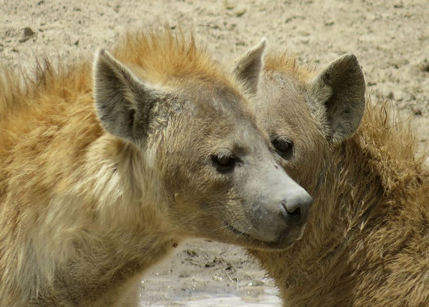 Northern Tanzania Safari | 5 Days 4 Night