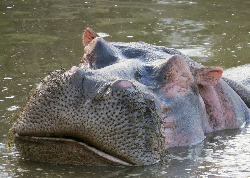 Northern Tanzania Safari | 7 Days 6 Night