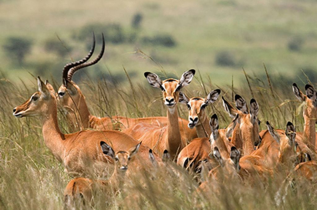 MIKUMI AND SAADANI NATIONAL PARK 3 DAYS / 2 NIGHTS